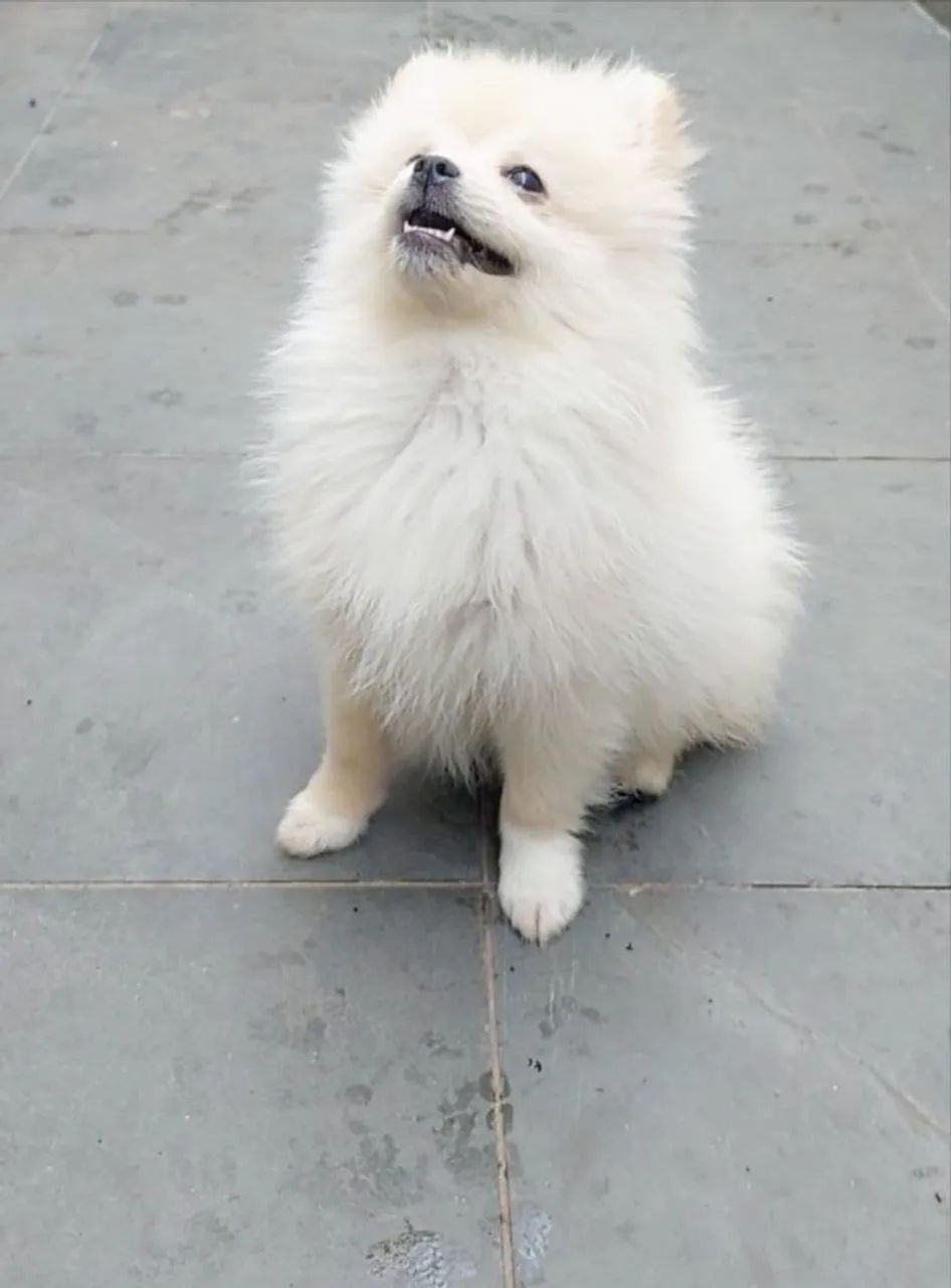 Lulu da Pomerânia  - Foto 2
