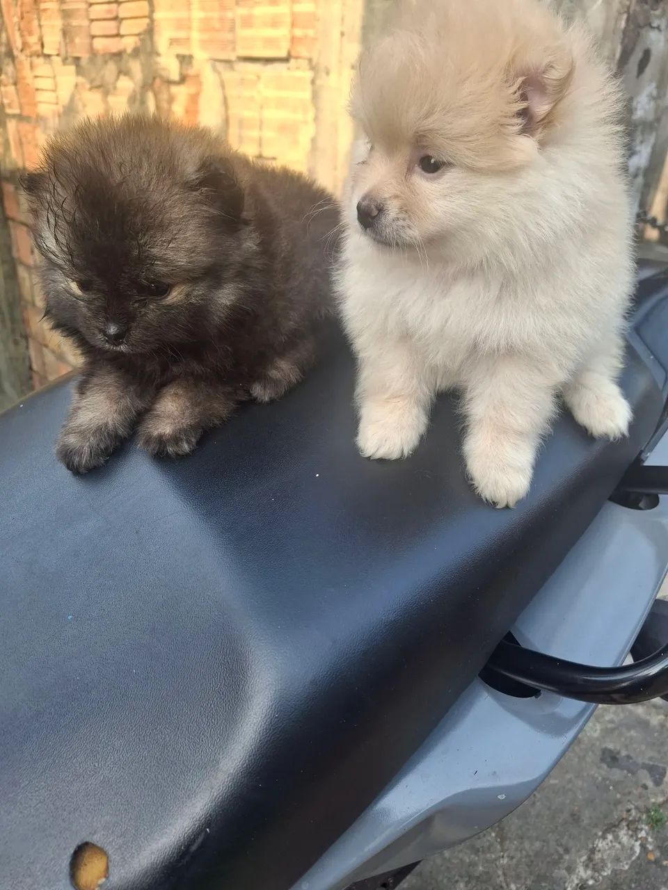 Filhotes de spitz macho e femea