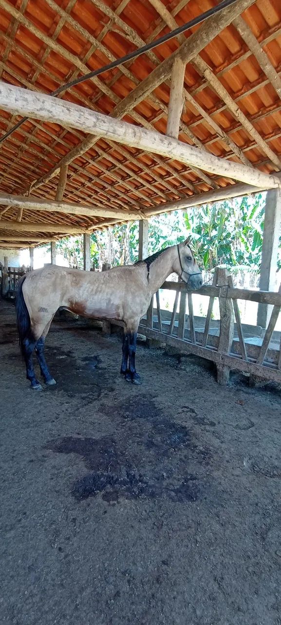 Garanhão mángalarga marchador com registro provisório  - Foto 3