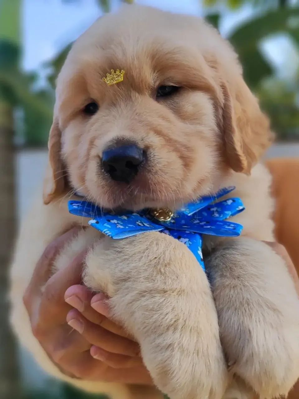 Filhotes Golden Retriever 