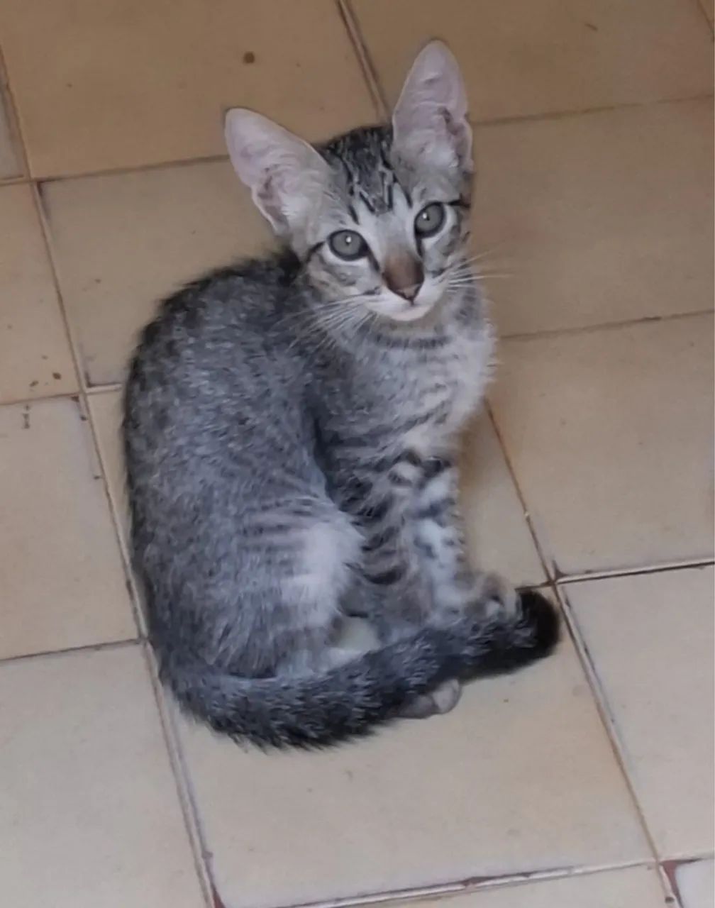 Gatinhos filhotes para Adoção - Foto 3