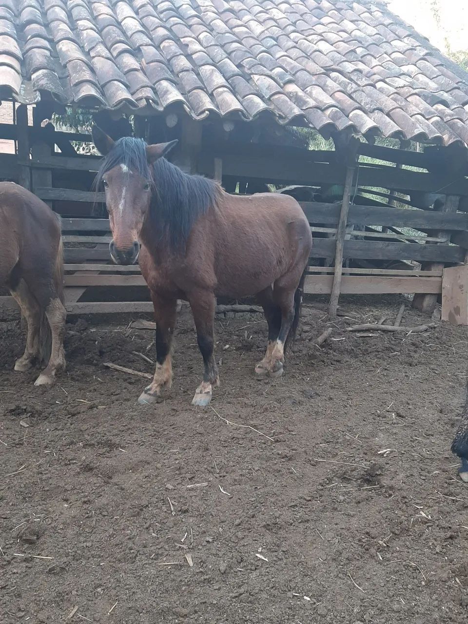 Cavalos  - Foto 3