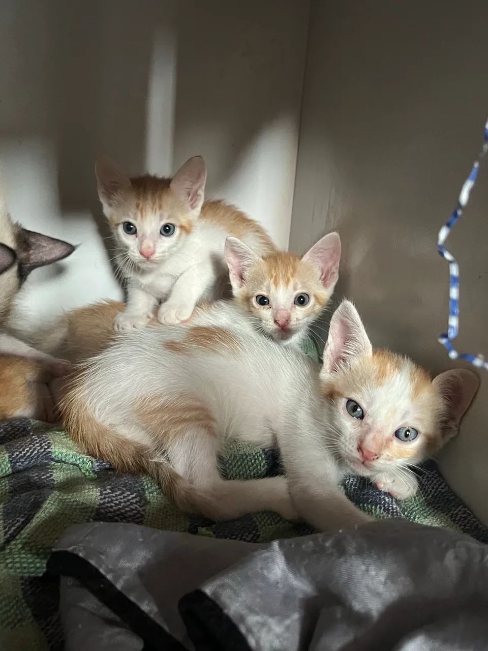 Gatinhos Filhotes 