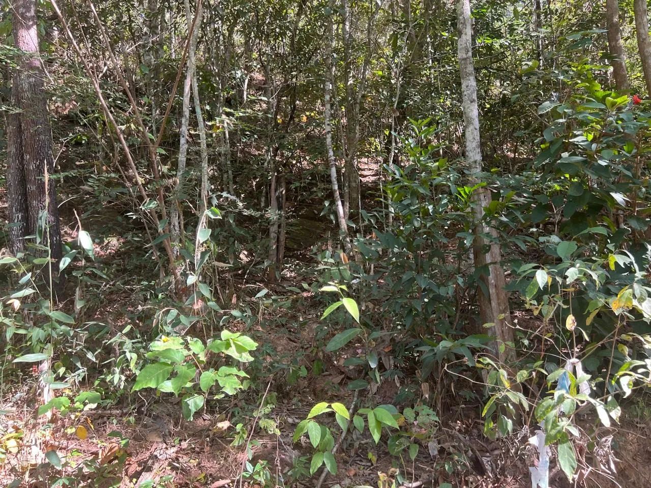 Fazenda em Niquelândia - Foto 5
