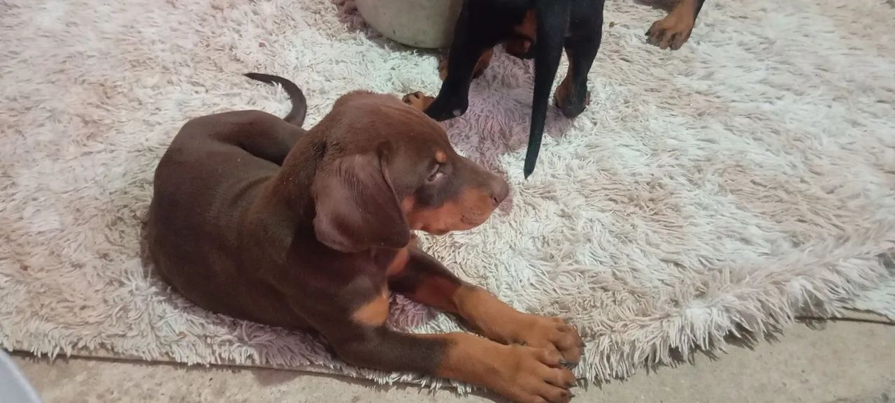 Filhotes Dobermann  - Foto 5