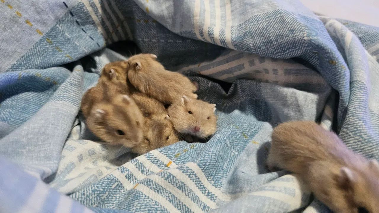 Hamster anão russo - Foto 3