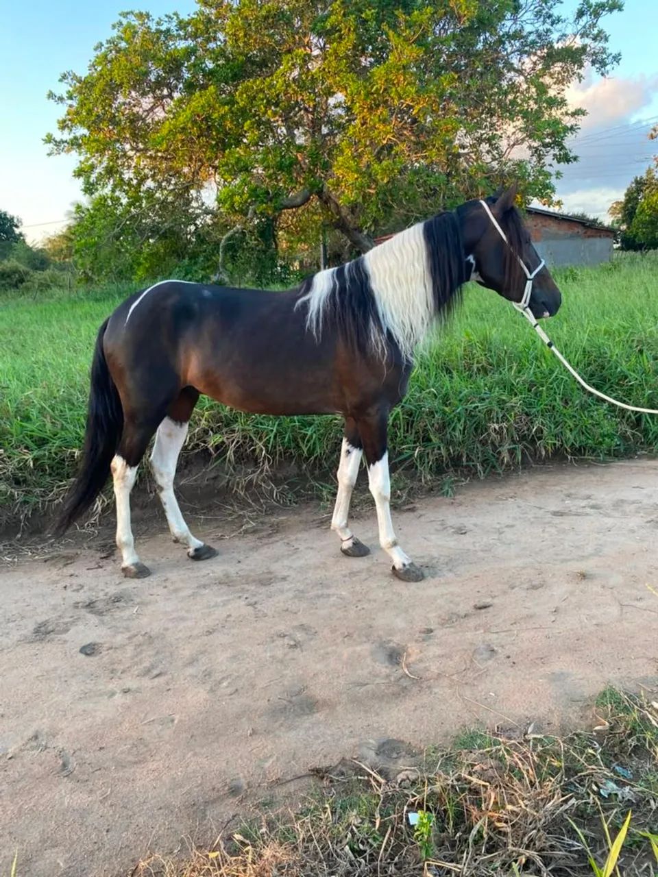 Potro  - Foto 4