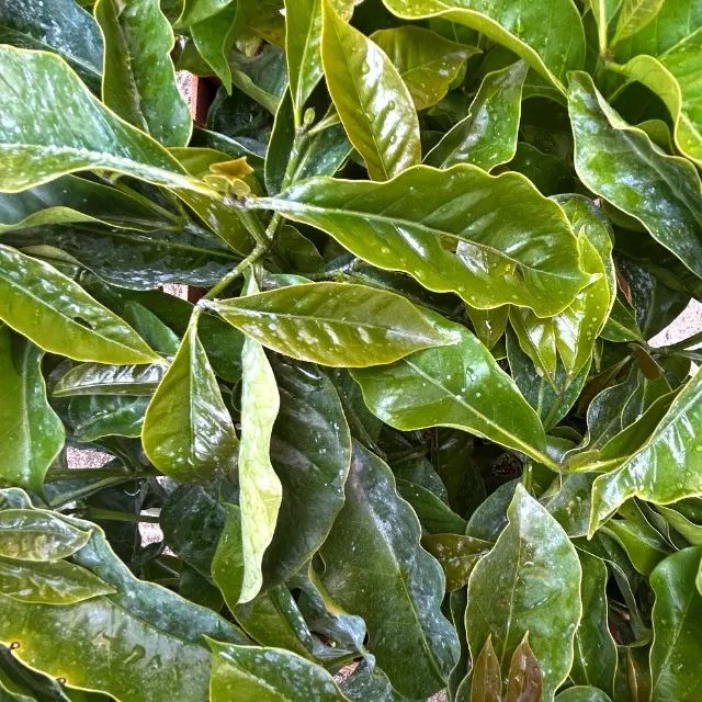 Mudas de Café Arábica de Alta qualidade