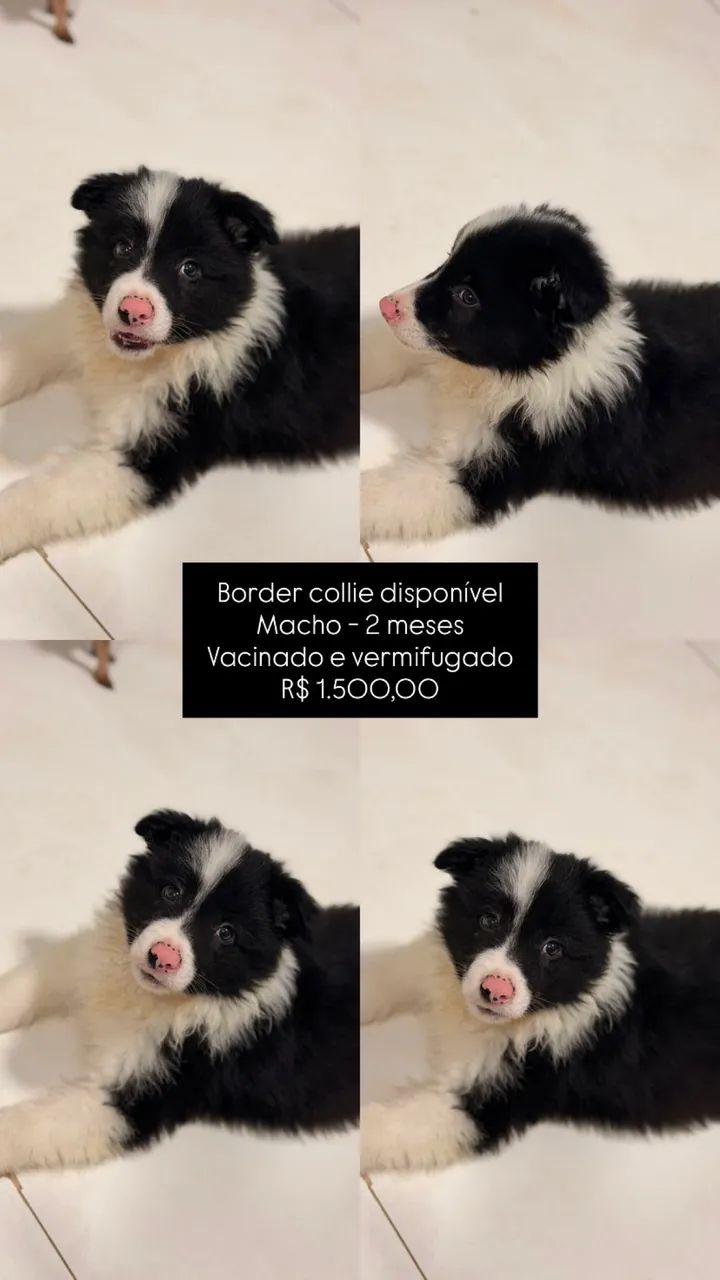 Border collie 