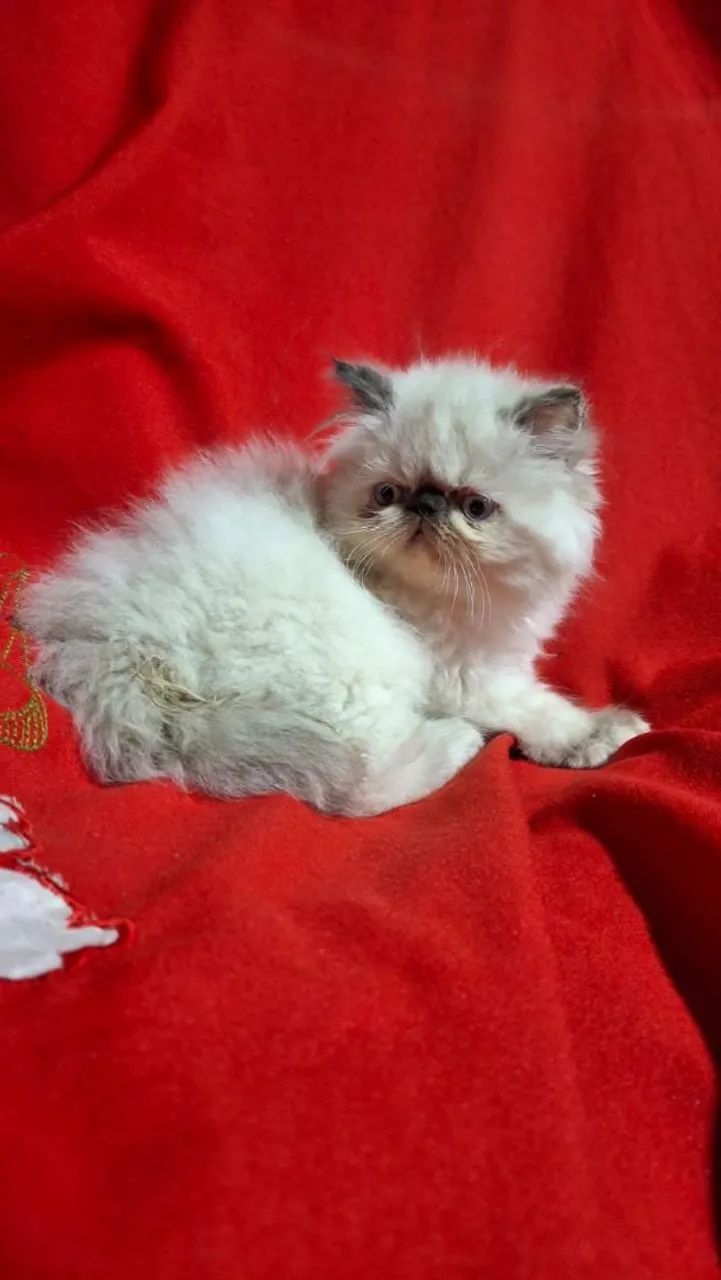 Gato - Foto 4
