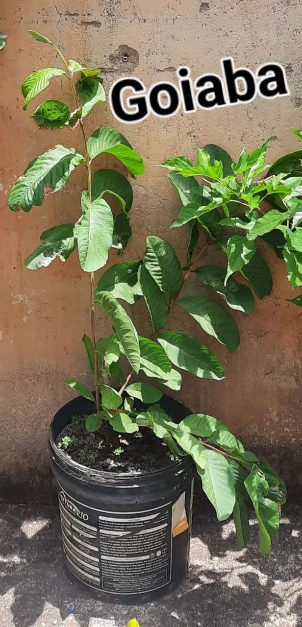 Plantas frutíferas  - Foto 4