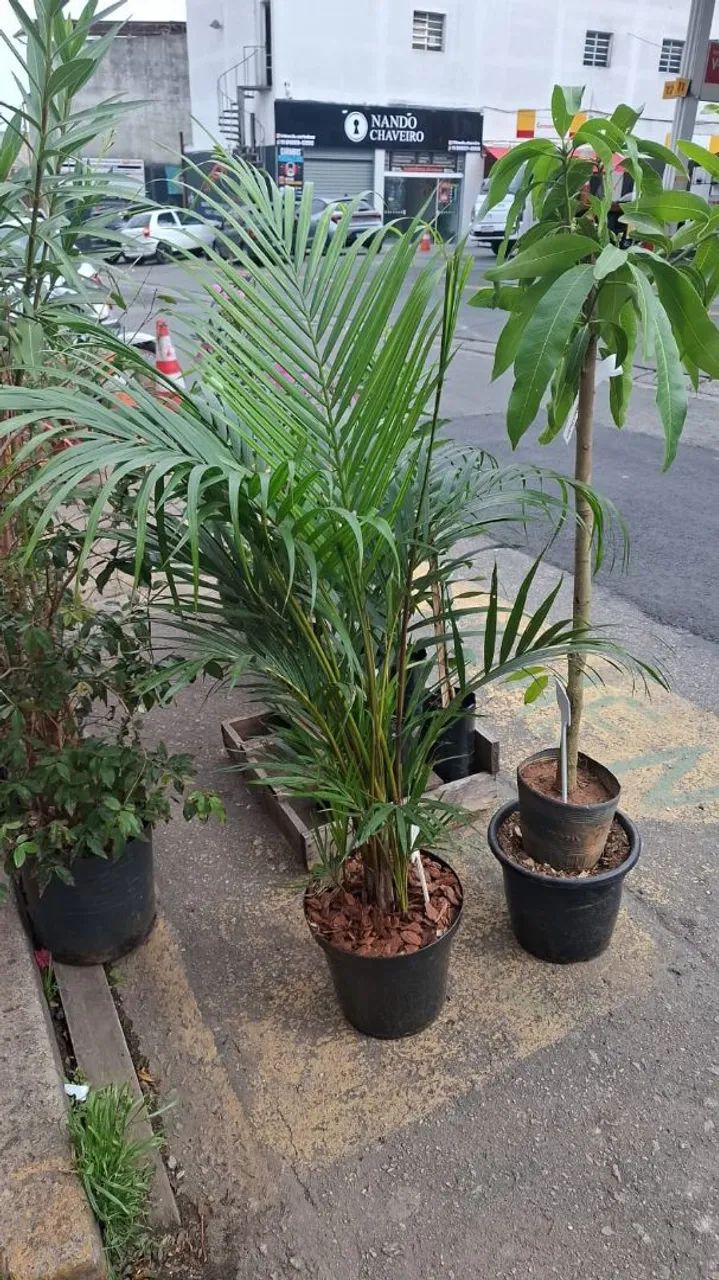 Palmeira areca bambu 