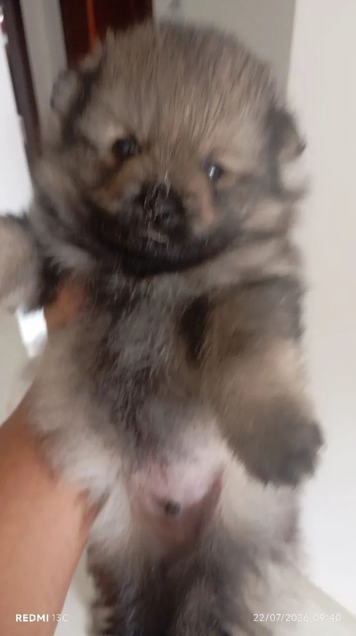 Pets - Foto 4