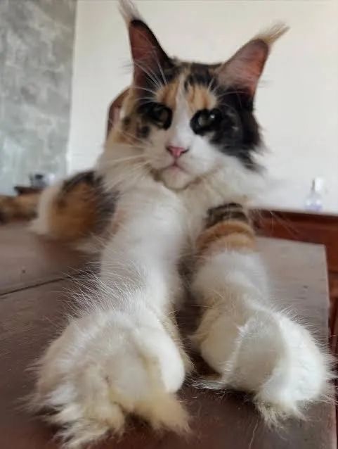 Maine coon 