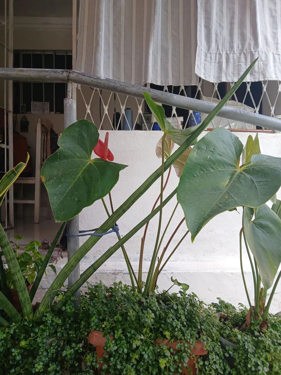 Plantas variadas  - Foto 6