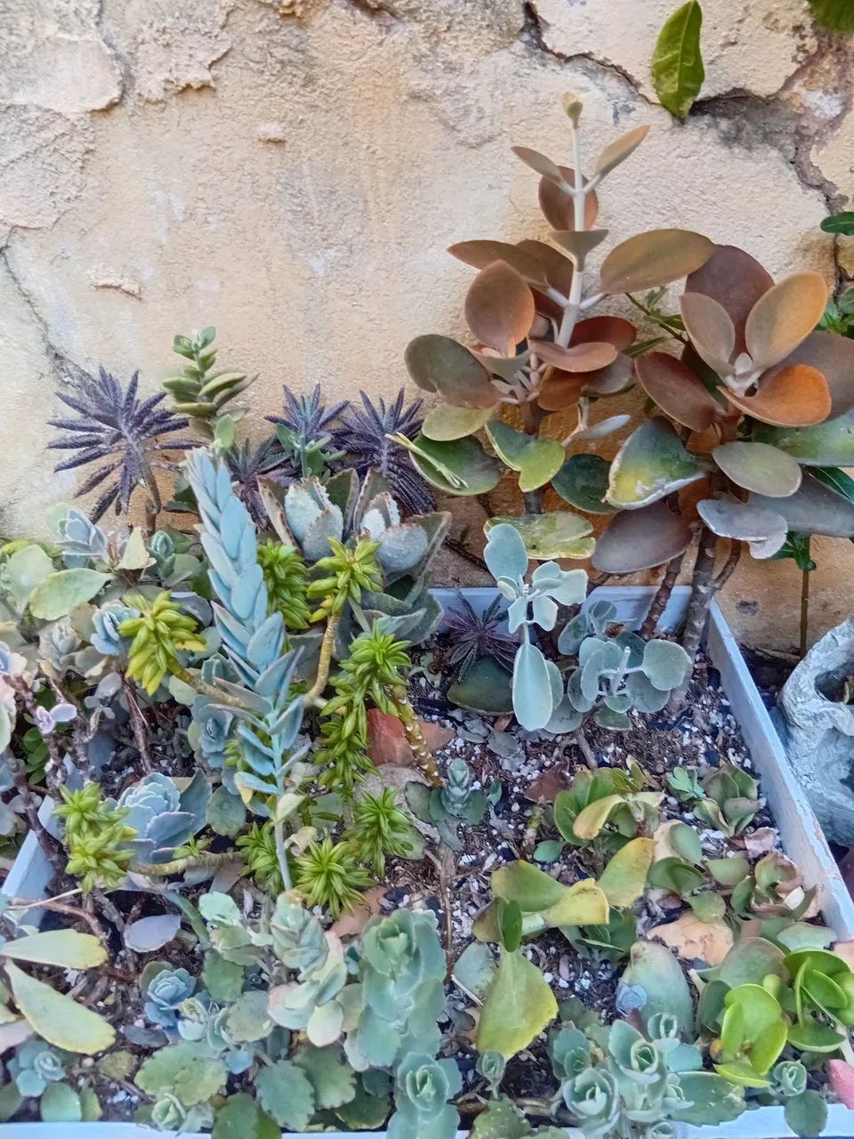 Arranjos  - Foto 2