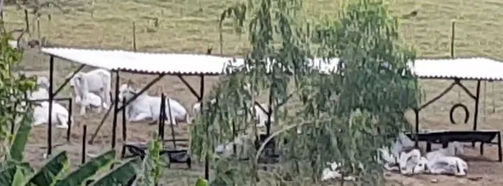 Vendo 5 bezerras, na média de 6@. - Foto 3