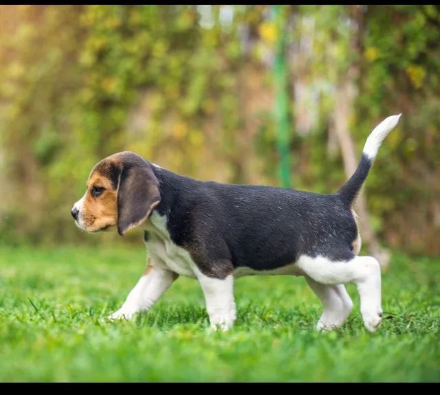 Beagle tricolor vacinado e vermifugado 