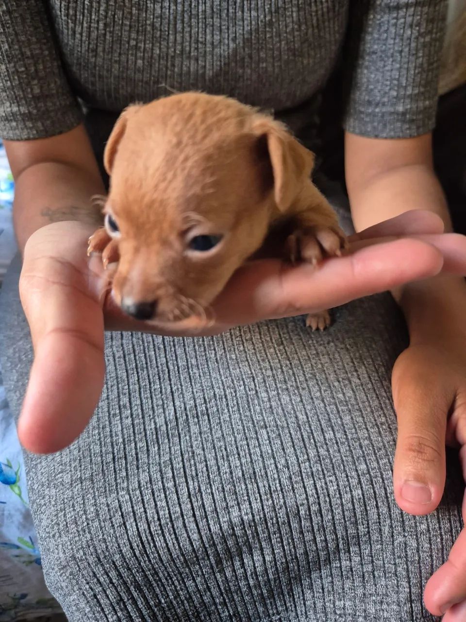 PINSCHER 0 - Foto 3