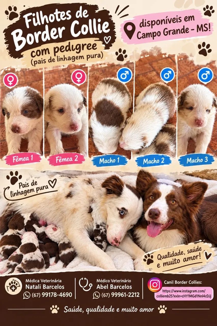 Border collie  - Foto 2