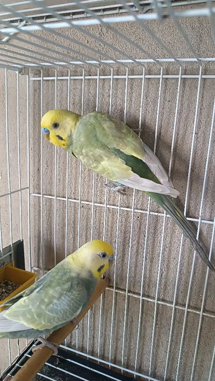 Gaiola nova  - Foto 4