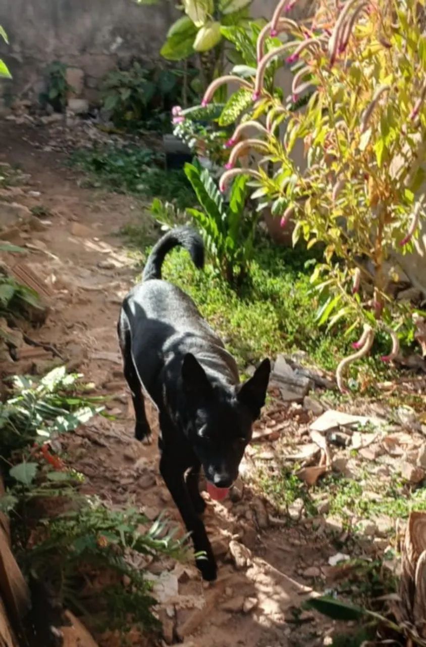 Doando cachorro