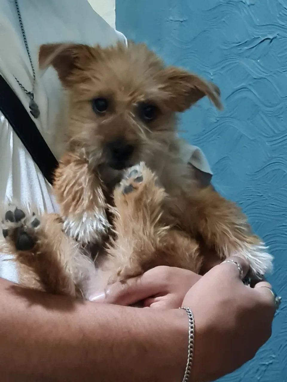 Adoção de cachorro, levo na casa 