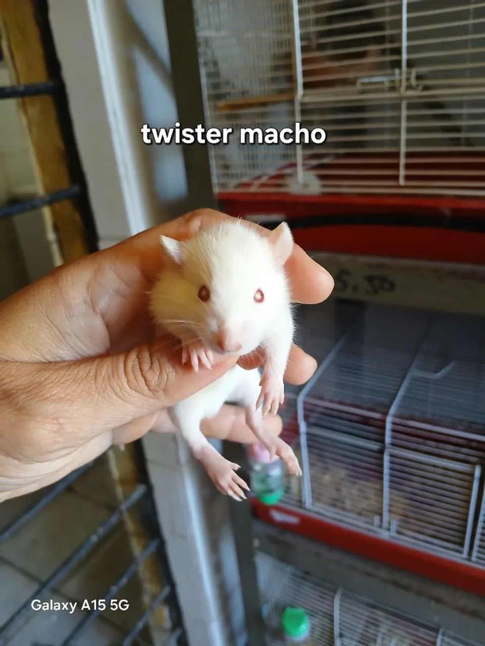 Rato twister nascido dia 26/07/2026 - Foto 3