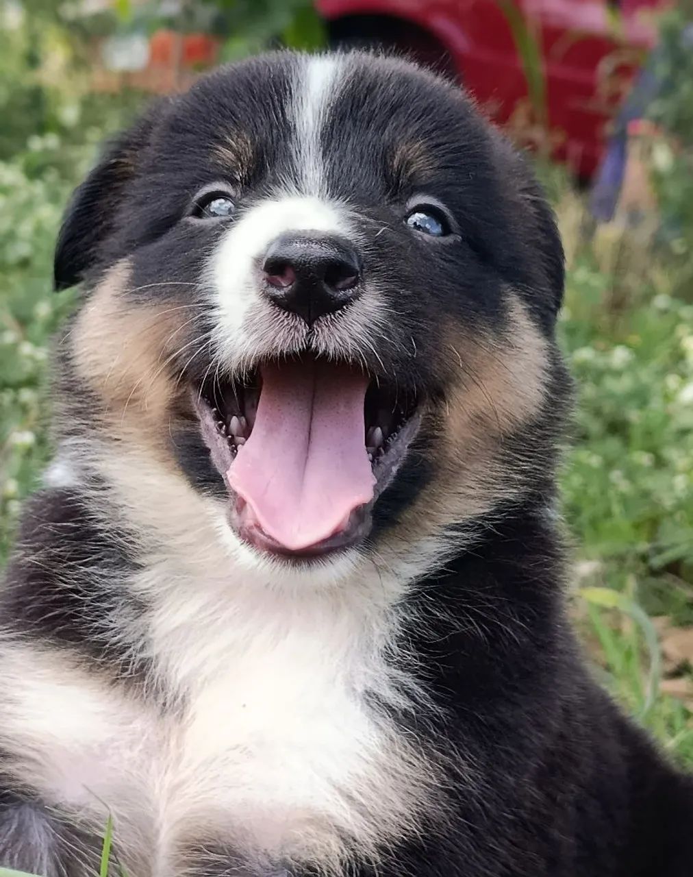 Border Collie  - Foto 4