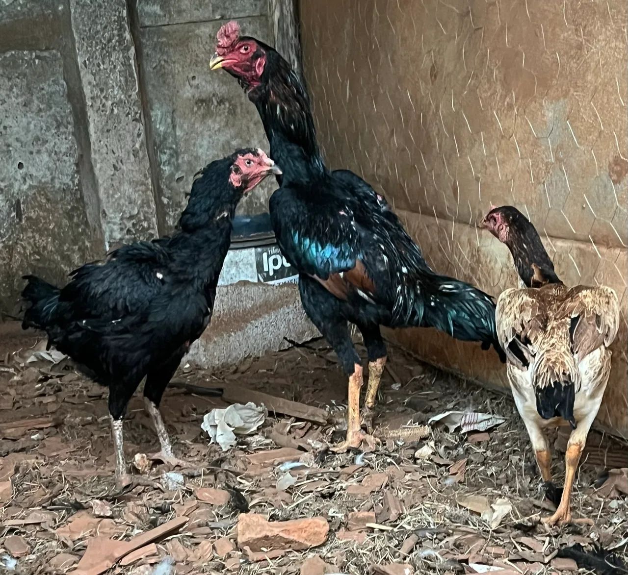 Frango e galinhas Índia  - Foto 5