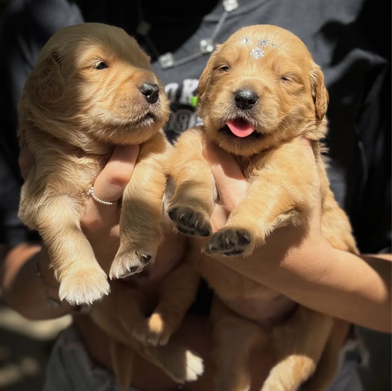 Golden Retriever (RESERVA)