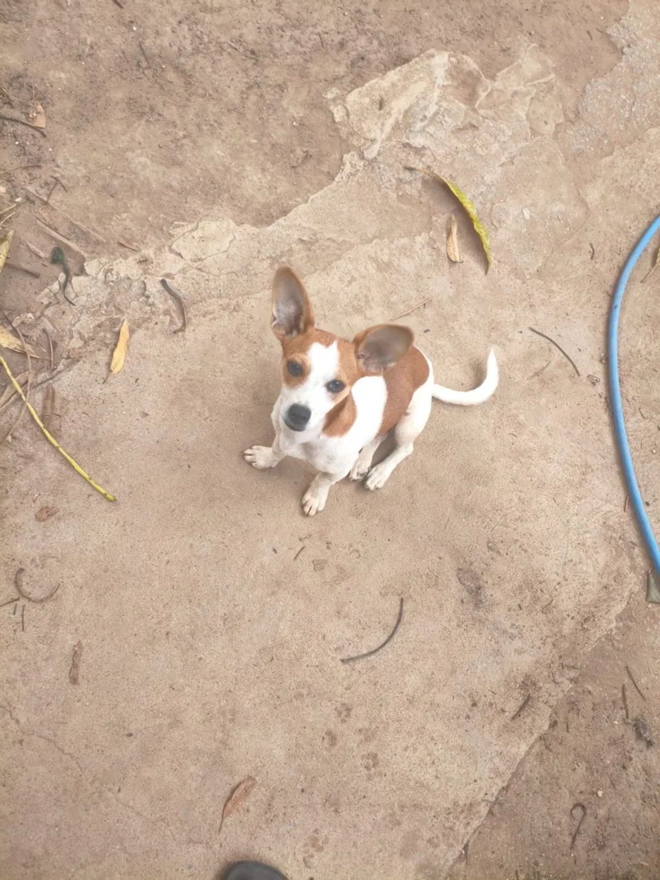 Cadelinhas para adoção.  - Foto 4