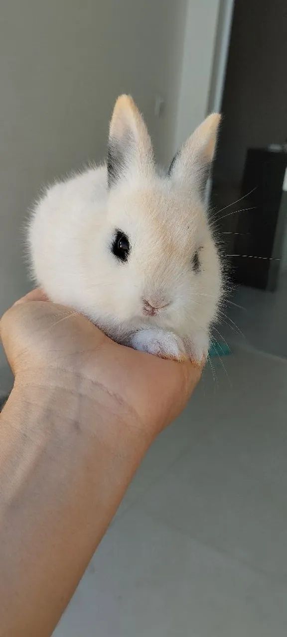 Coelho anão  - Foto 5