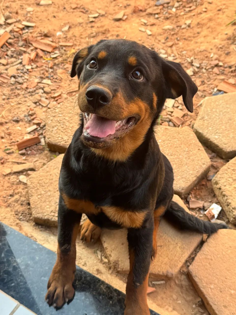 Filhote de Rottweiler