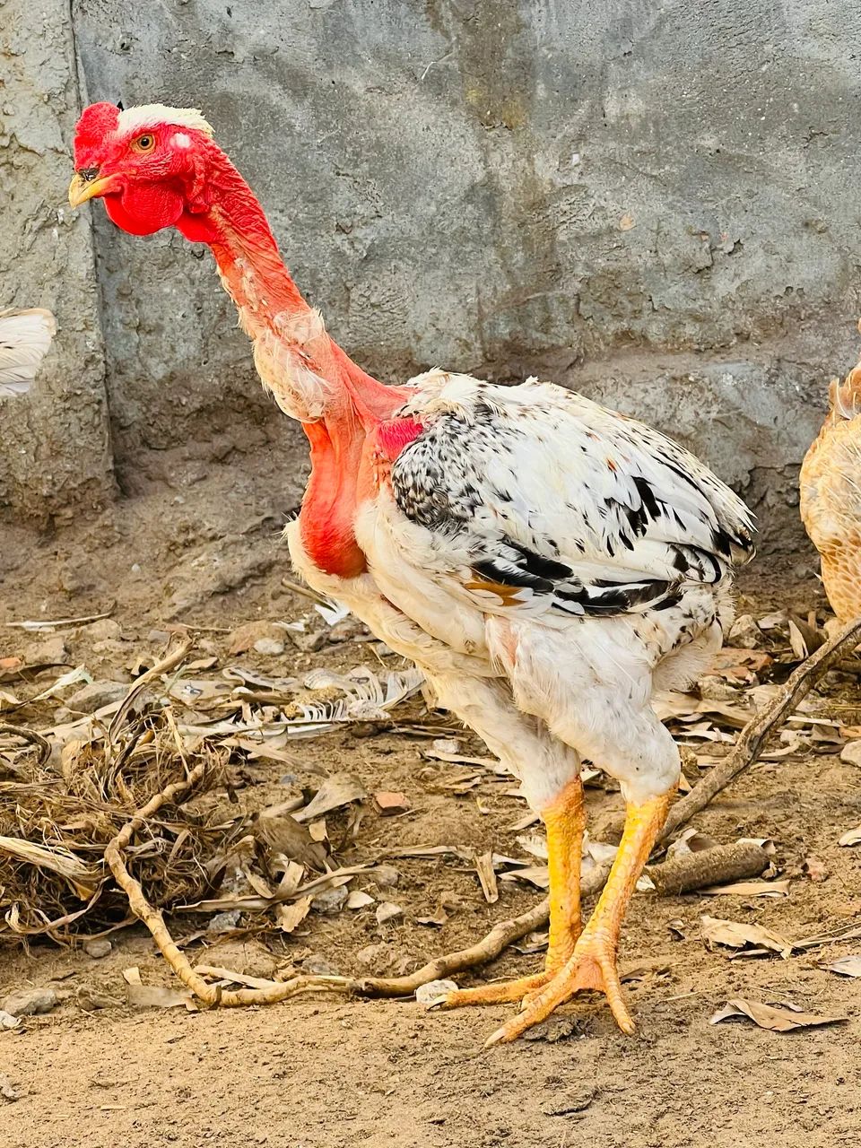Frango suro - Foto 2