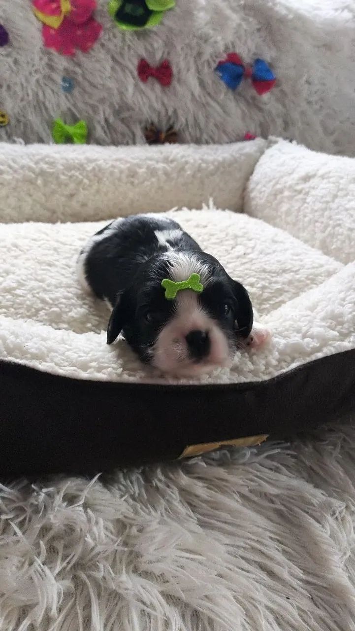 ? Filhotes de Cavalier King disponíveis  - Foto 3