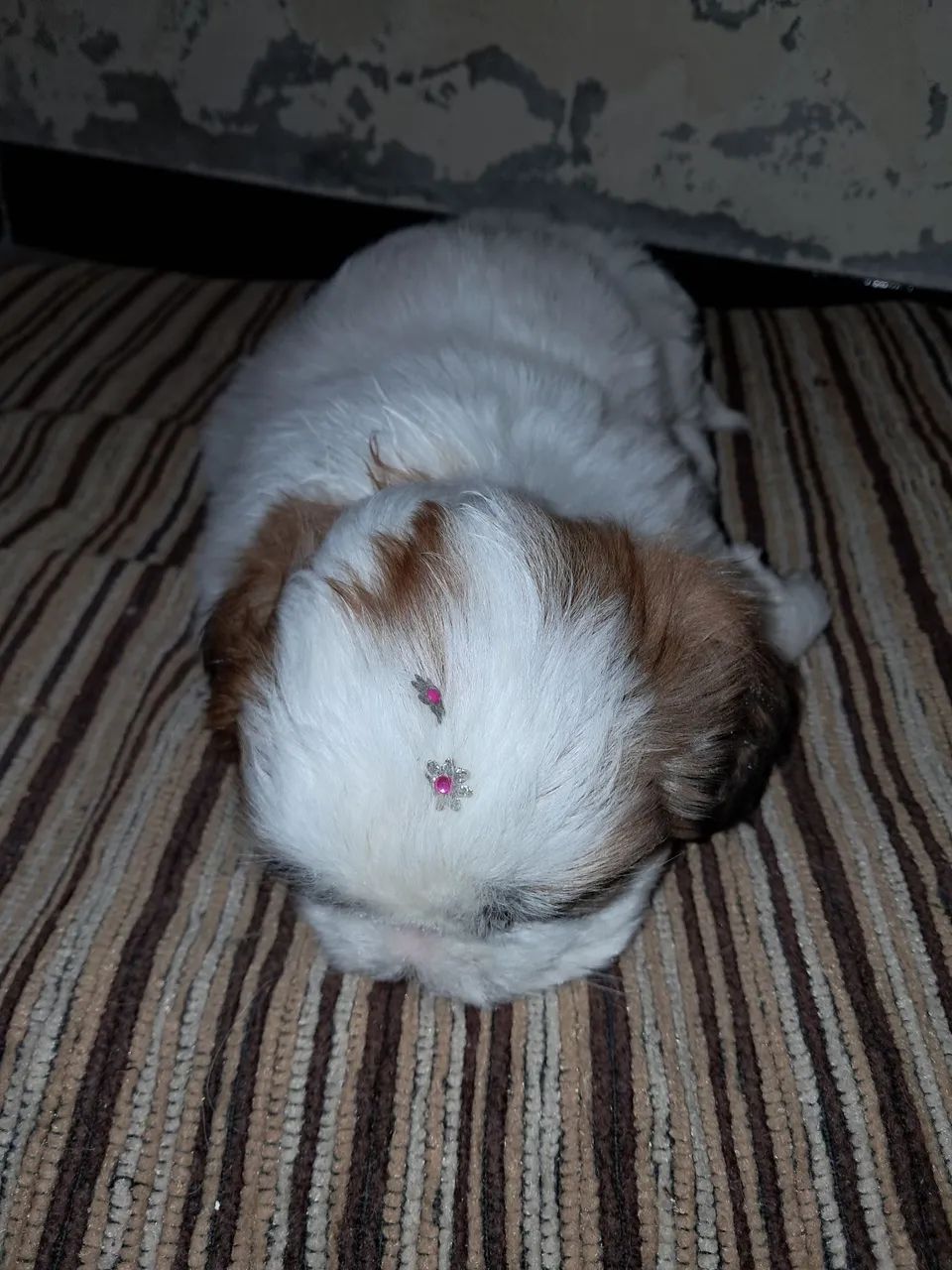 Peti - Foto 5