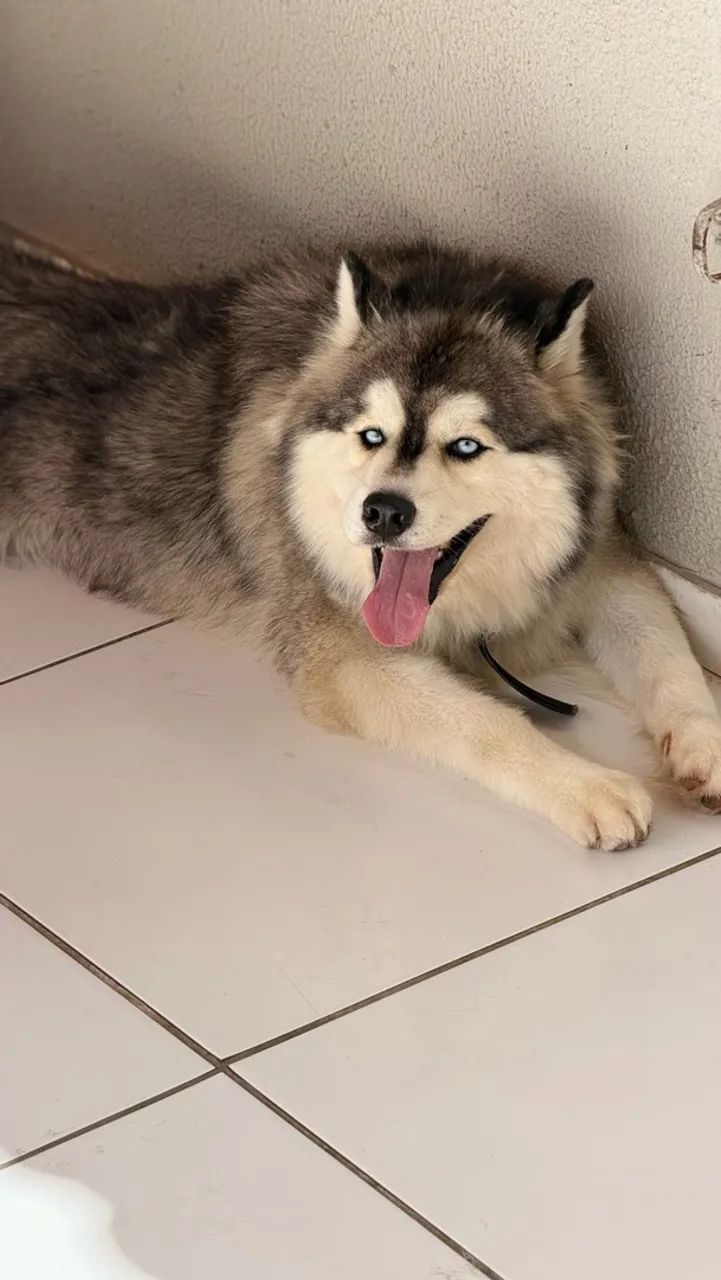  Vendo husky siberiano macho e fêmea 