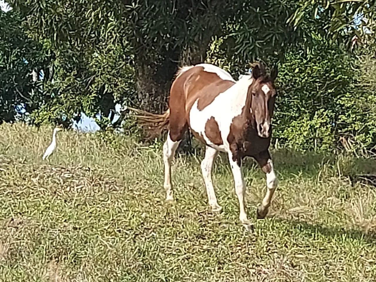 Égua Paint Horse - boa reprodutora - Foto 2