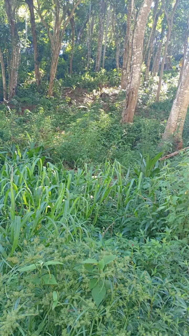 Foto - Embu-Guaçu - Parque Itararé