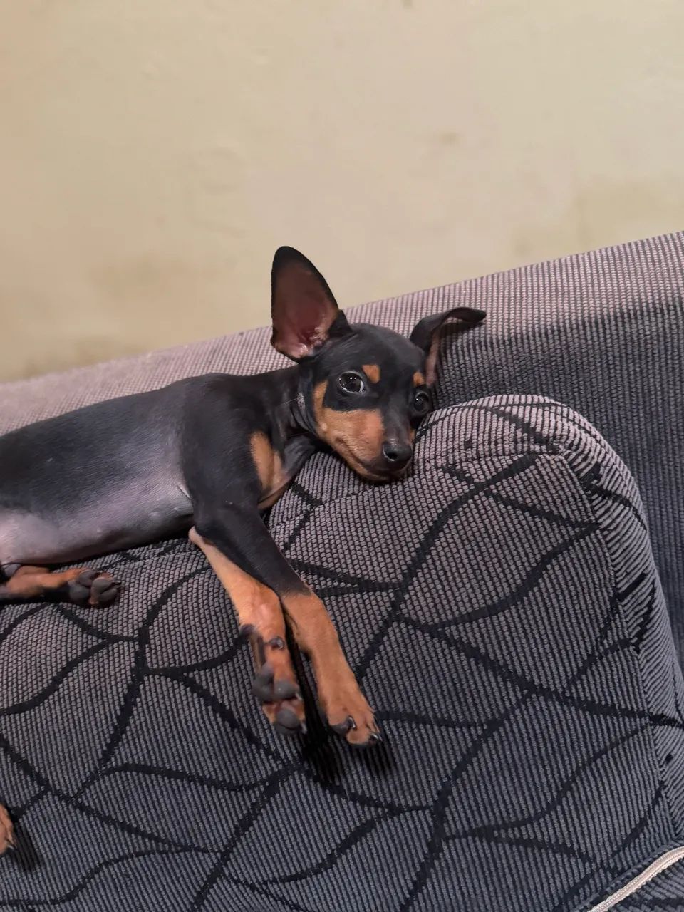 Pinscher 0 