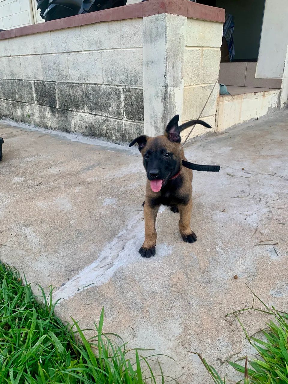 Cachorro Malinois  - Foto 3