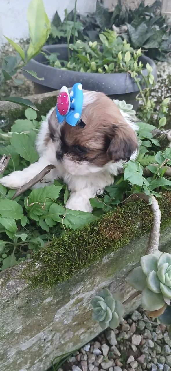 Shitzu macho 