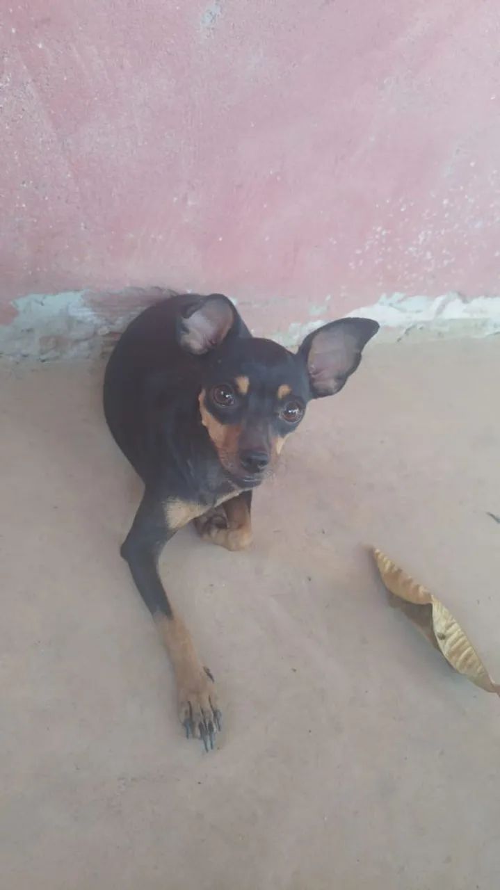 Pincher  - Foto 2