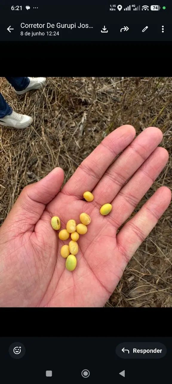 Fazenda de Arrendamento no Tocantins 1.800hec argila 35% a 40%