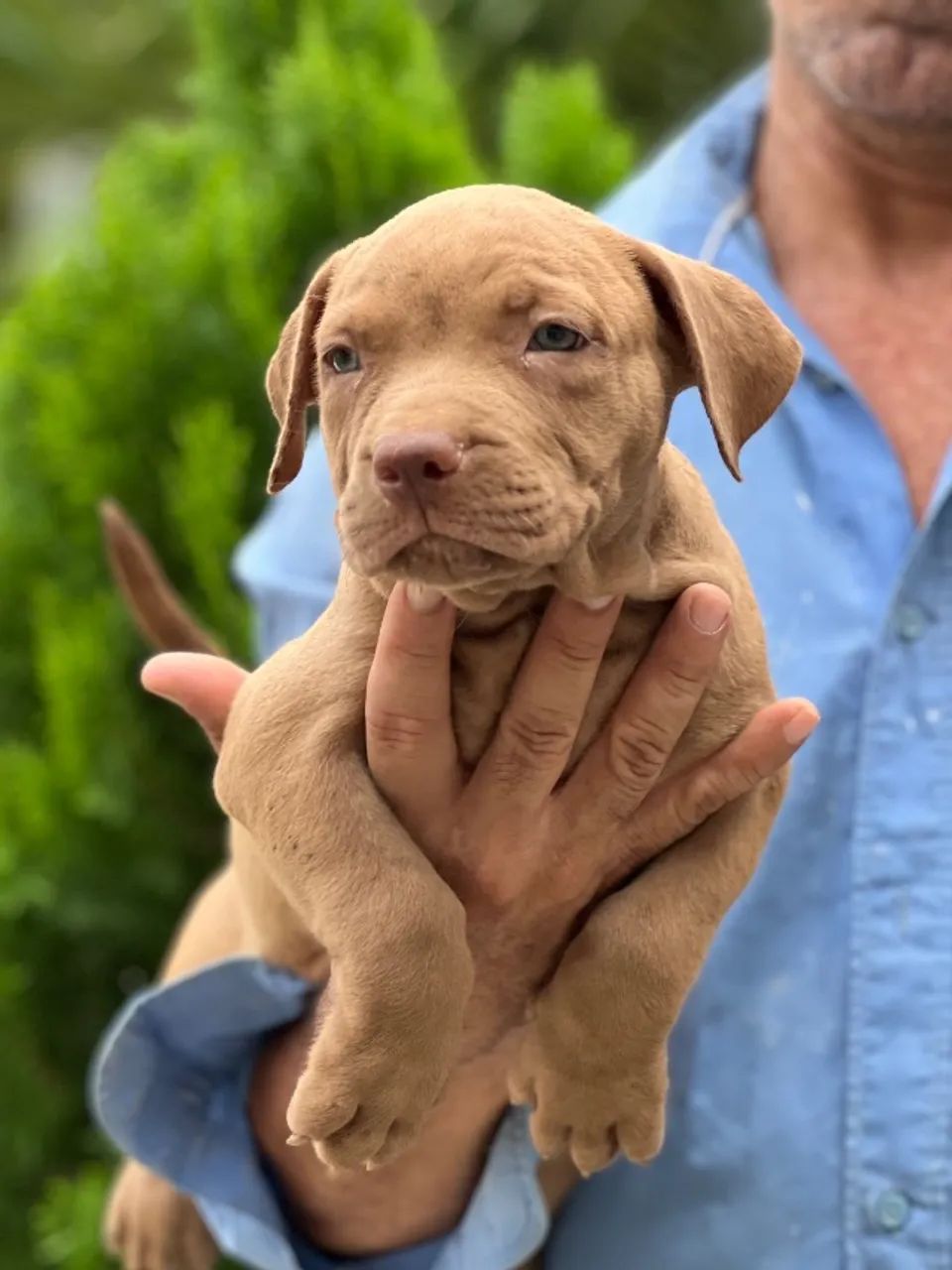 Cachorro  - Foto 4