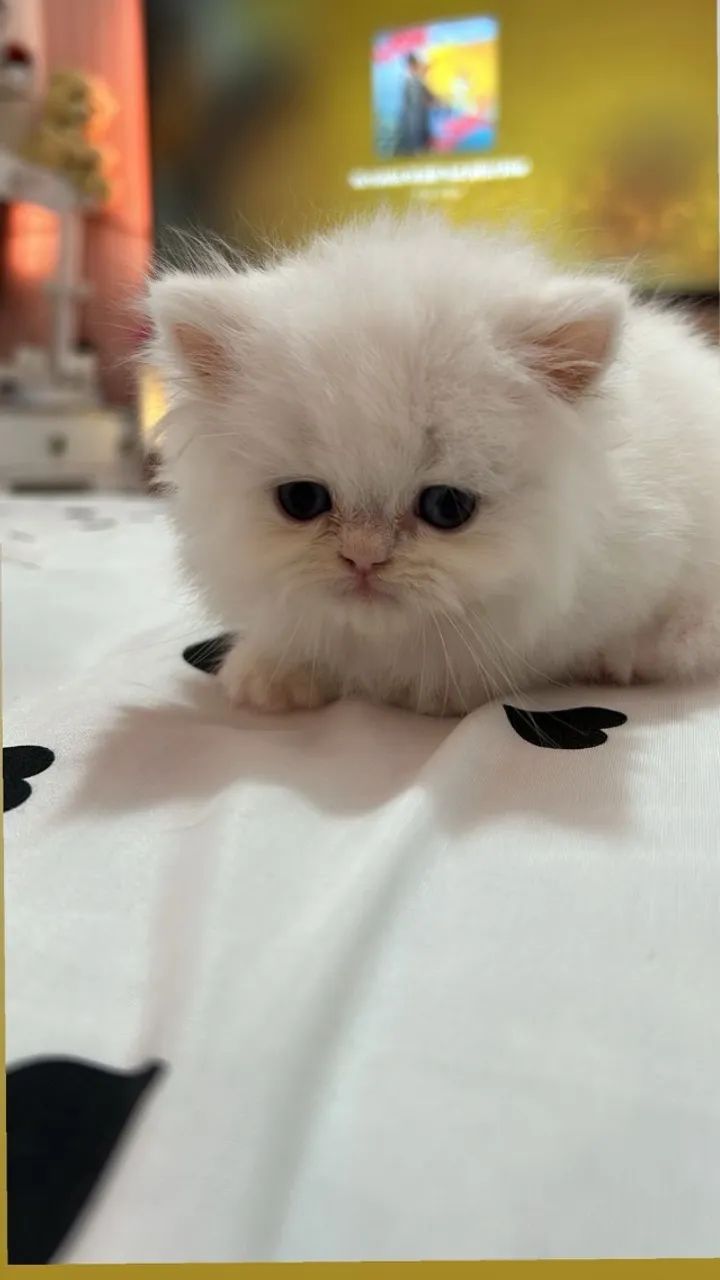 Gato Persa Filhote Branco Macho - Foto 3
