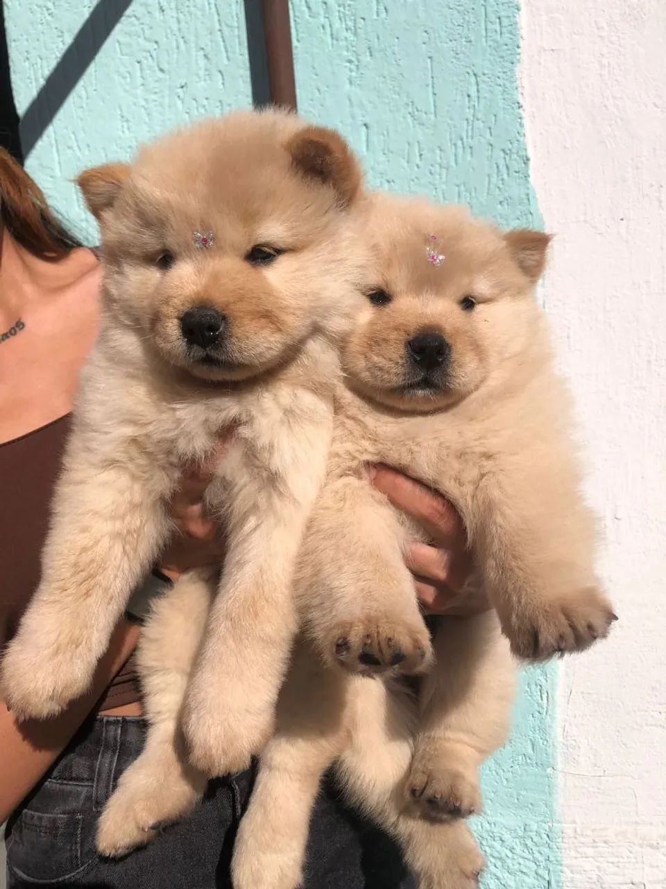 Filhote de Chow chow 