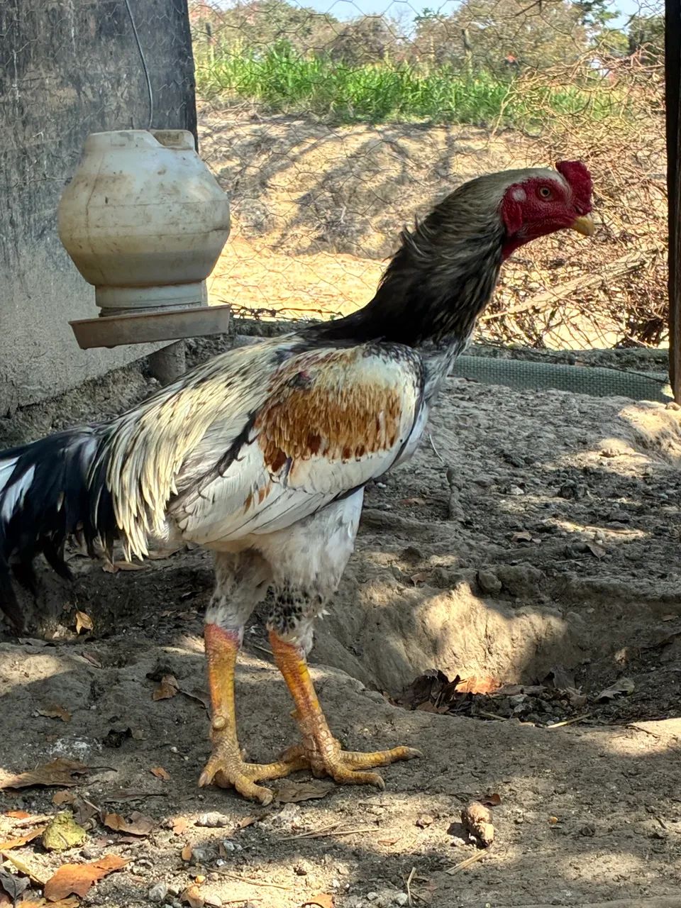 Frango índio Prata - Foto 2