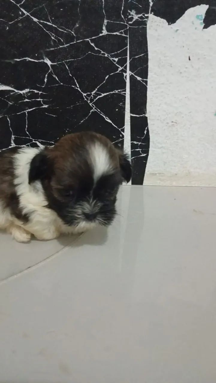 Macho de shitsu lindos e pequenos - Foto 2